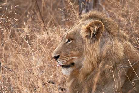 Lev pustinný  (Panthera leo)