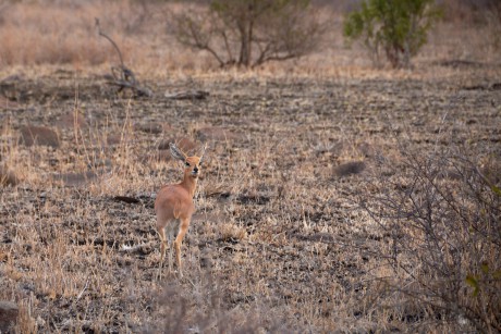 Antilopa trávní  (Raphicerus campestris)