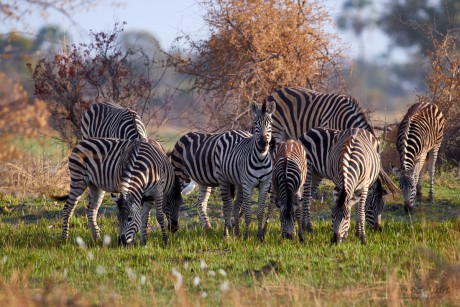 Zebra stepní       (Equus quagga)