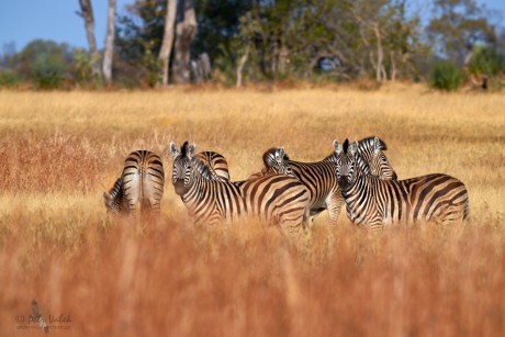 Zebra stepní     (Equus quagga)