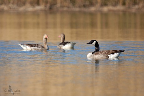 Berneška velká    (Branta canadensis)
