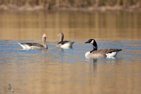 Berneška velká    (Branta canadensis)