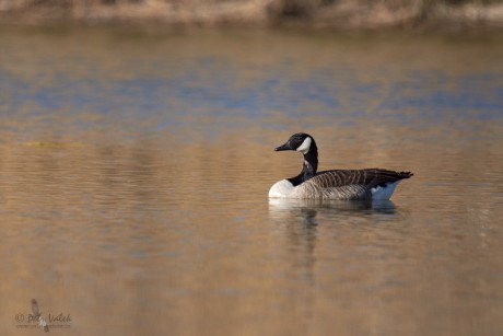 Berneška velká  (Branta canadensis)