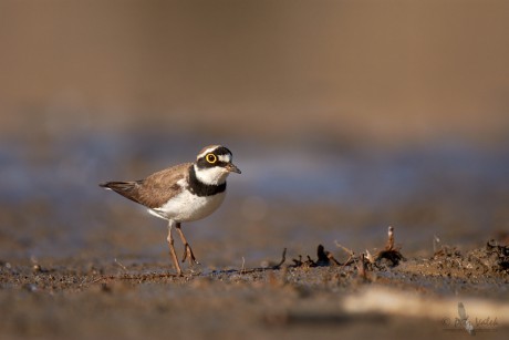 Kulík říční      (Charadrius dubius)