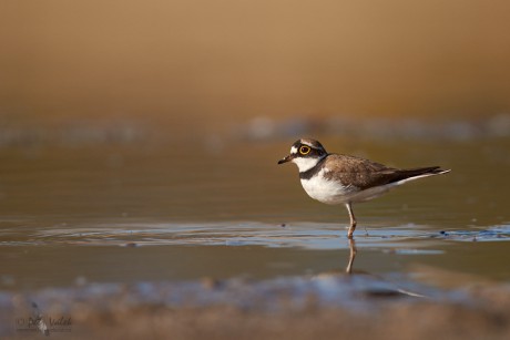 Kulík říční     (Charadrius dubius)