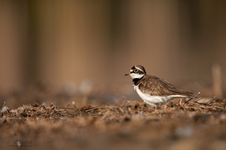 Kulík říční    (Charadrius dubius)