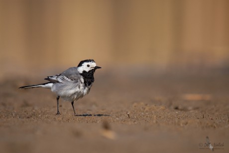 Konipas bílý     (Motacilla alba)