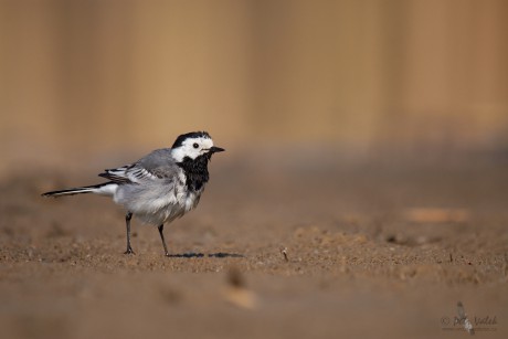 Konipas bílý     (Motacilla alba)