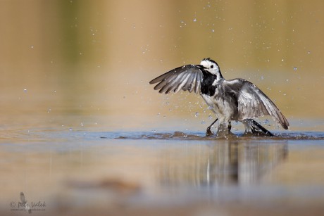 Konipas bílý   (Motacilla alba)