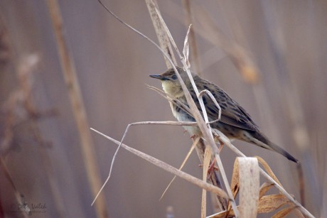 Cvrčilka zelená    (Locustella naevia)