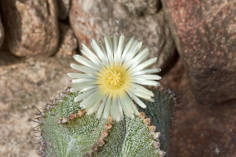 Astrophytum  capricorne