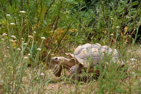 Želva ostruhatá   (Centrochelys sulcata)