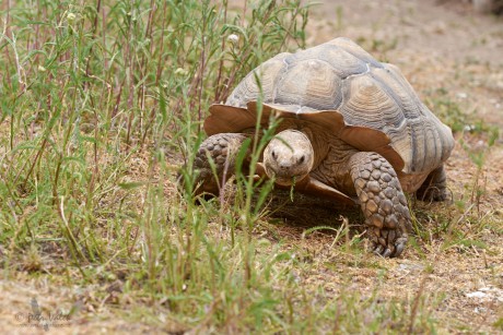 Želva ostruhatá  (Centrochelys sulcata)