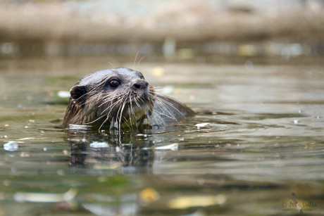 Vydra malá  (Aonyx cinerea)