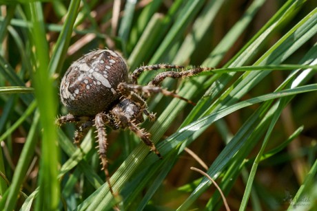 Křižák obecný   (Araneus diadematus)