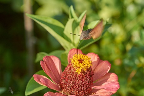 Dlouhozobka svízelová  (Macroglossum stellatarum)