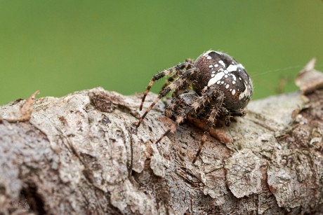 Křižák obecný (Araneus diadematus)