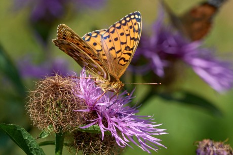 Perleťovec velký    (Argynnis aglaja)