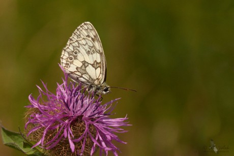 Okáč bojínkový (Melanargia galathea)