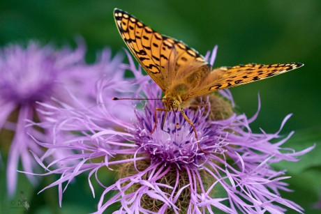 Perleťovec velký  (Argynnis aglaja)