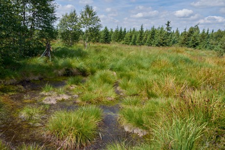 Georgenfelder Hochmoor