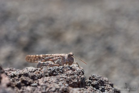 Sphingonotus pachecoi