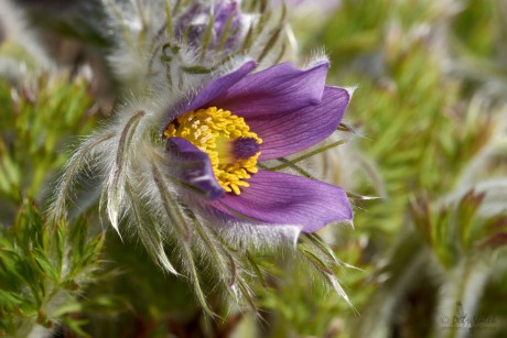 Koniklec německý  (Pulsatilla vulgaris)