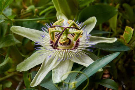 Mučenka modrá  (Passiflora caerulea)