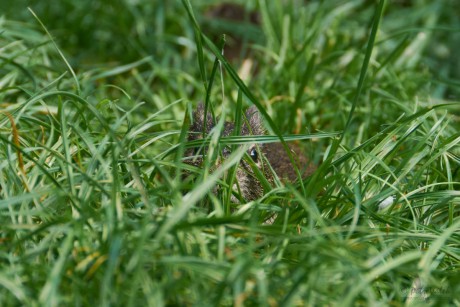 Morče divoké (Cavia aperea) 