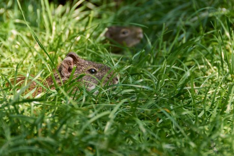 Morče divoké  (Cavia aperea) 