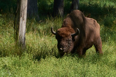 Zubr evropský  (Bison bonasus)