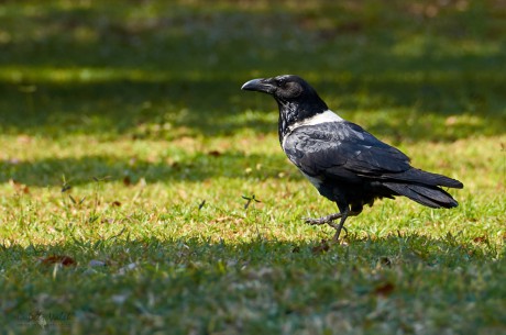 Vrána černobílá (Corvus albus)