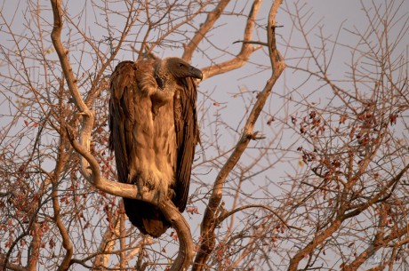 Sup africký     (Gyps africanus)