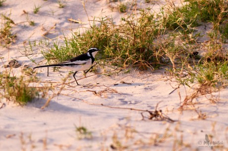 Konipas africký  (Motacilla aguimp)