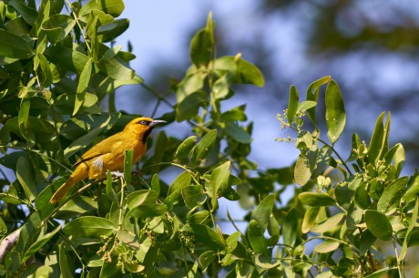 Ploceus ocularis (snovač brýlový)