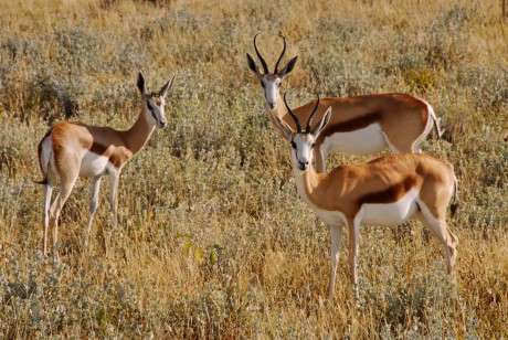 Antilopa skákavá (Antidorcas marsupialis)