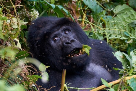 Gorila horská   (Gorilla beringei beringei)