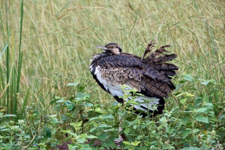 Drop černobřichý (Lissotis melanogaster)