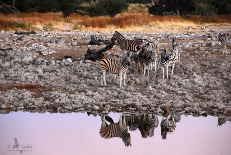 Zebra stepní (Equus quagga)