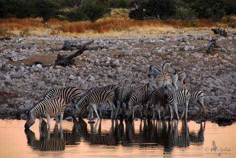 Zebra stepní    (Equus quagga)