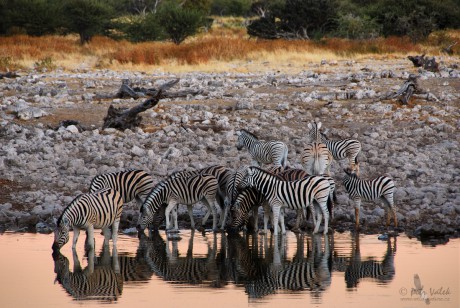 Zebra stepní      (Equus quagga)