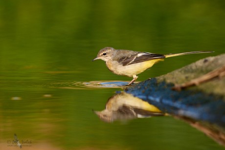 Konipas horský  (Motacilla cinerea)