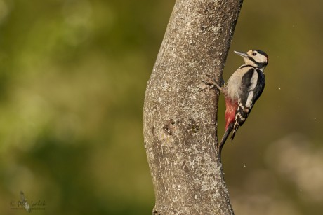 Strakapoud velký (Dendrocopos major)