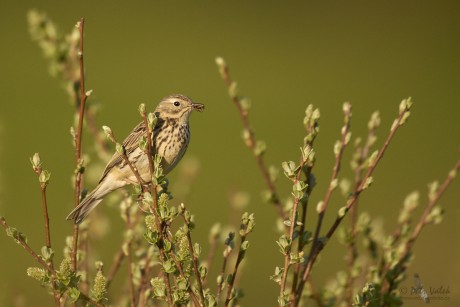 Linduška luční  (Anthus pratensis)