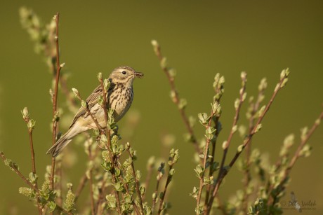 Linduška luční  (Anthus pratensis)