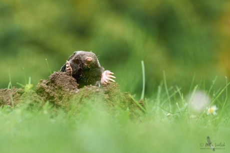 Krtek obecný (Talpa europaea)