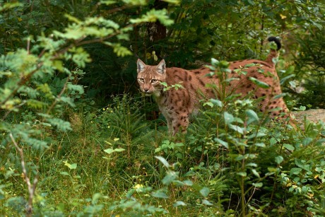 Rys ostrovid (Lynx lynx)