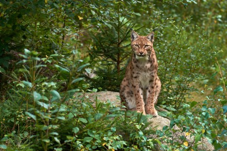 Rys ostrovid  (Lynx lynx)