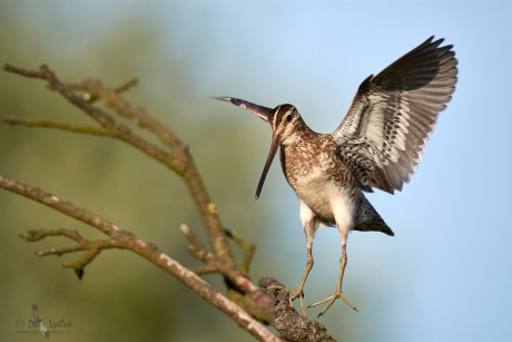 Bekasina otavní   (Gallinago gallinago)