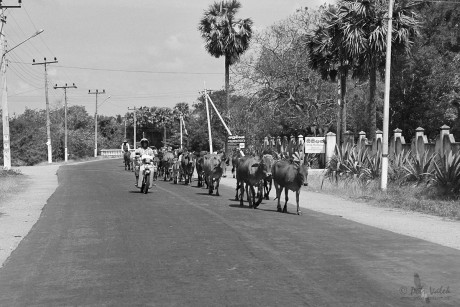 Cesta do Polonnaruwy